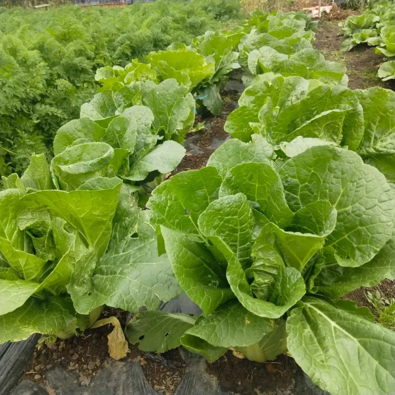 [제주 구좌] 텃밭이 있는 조용한 시골풍경 19