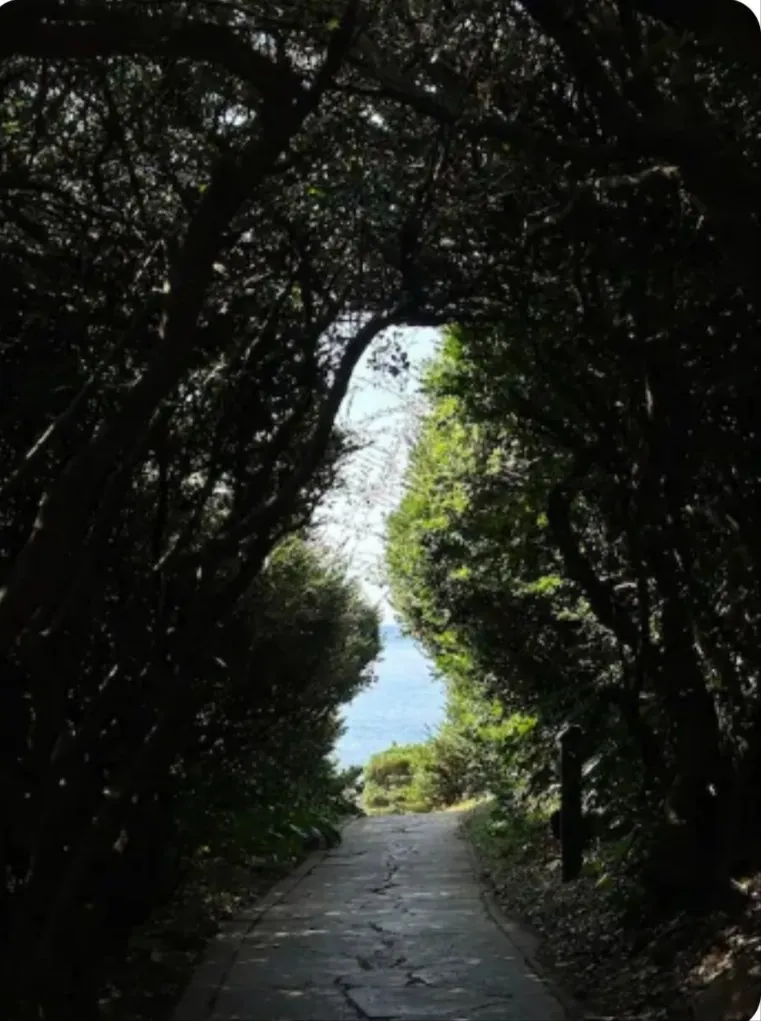 [Namwon, Seogwipo] AA Jeju Tangerine Field Viewing Private House on Olle Trail 37