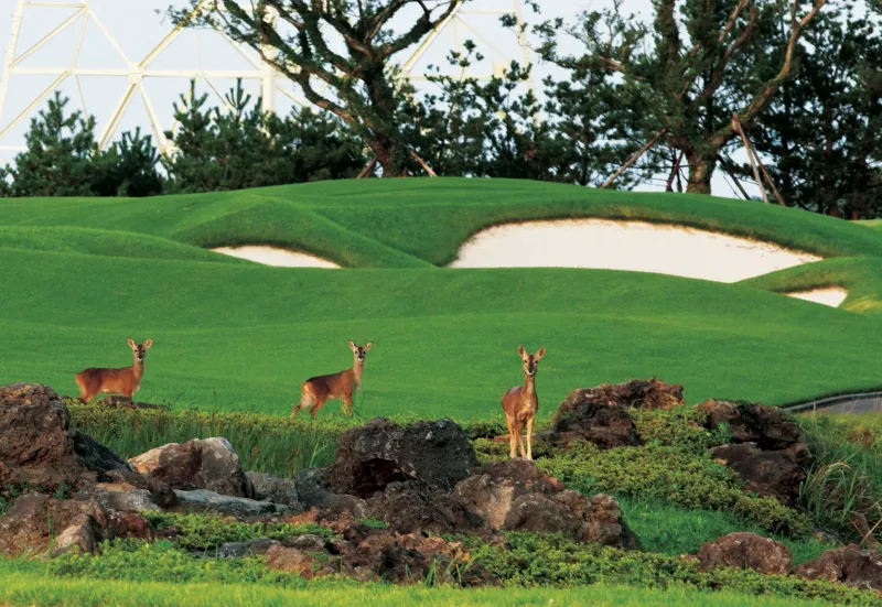 [Hallim, Jeju] Jeju's Luxury Resort and Golf Course #Saebyeol Oreum 18