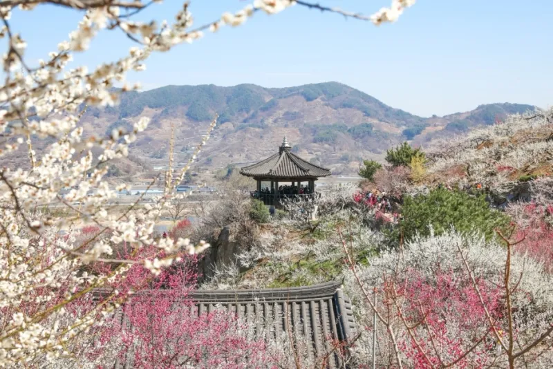 [전남 광양] 이순신 대교 오션뷰 동광양터미널1분 조용한 숙소 32