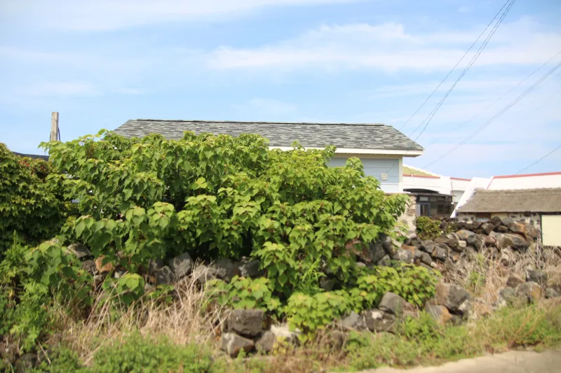 [Hallim, Jeju] A quiet house with a yard near the Gwideok beach 22