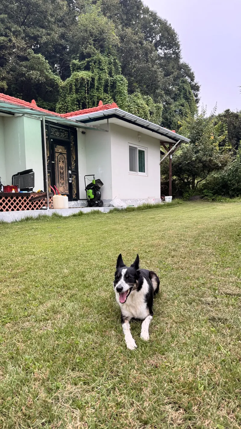 [Yangpyeong] Private single-story country house nestled in the forest (dogs allowed, fireplace for bonfires) 15
