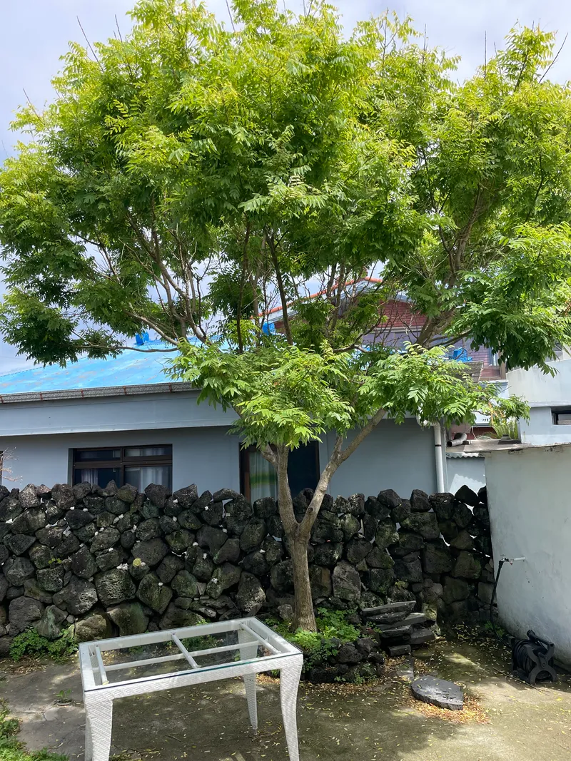 [제주 조천] 제주감성, 마당이 있는 독채 돌담집 닭머르해안길 근처 21