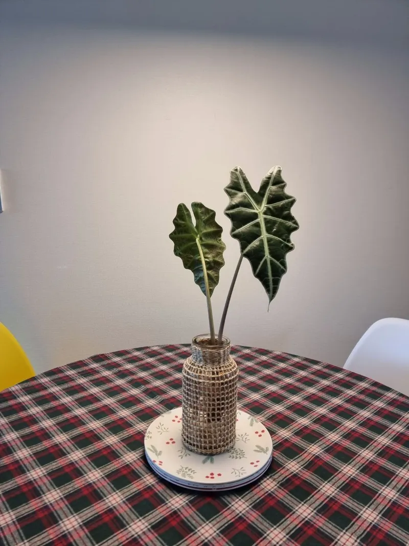 [Gangneung] 5 minutes from Chodang, Gangmun, Gyeongpo, beach, and major tourist attractions (3 rooms 85m², 2F) 16