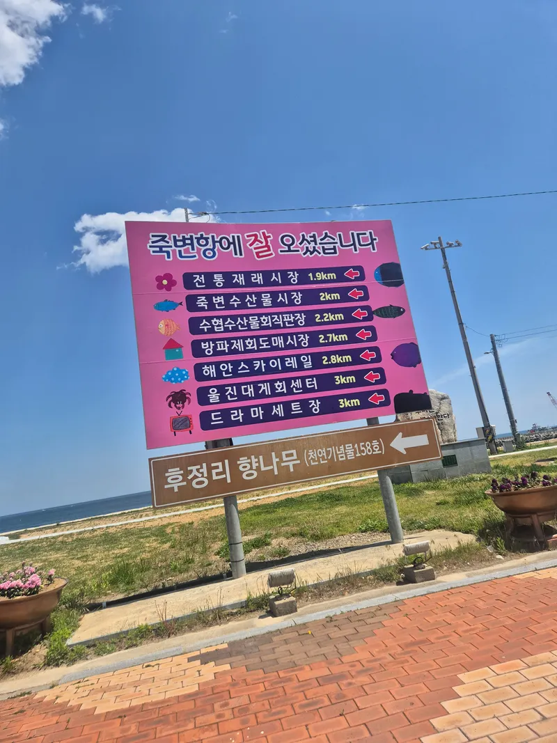 [경북 울진] 울진구산해수욕장 앞  소나무캠핑장(카라반가능캠핑장)동해 27
