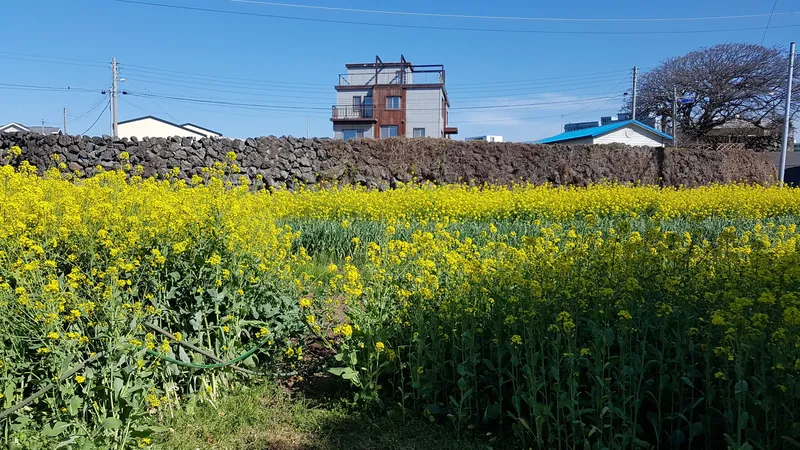 [Aewol, Jeju] A quiet private guesthouse near the Aewol sea 22