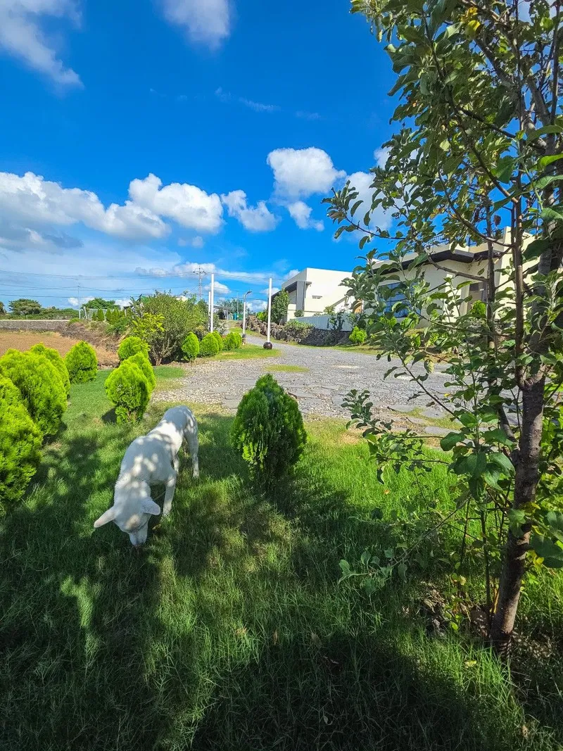 [Hallim, Jeju] Private villa with ocean view #101 55