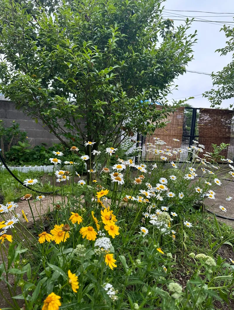 [Aewol, Jeju] Private house stay with a yard_A house where the charm of Jeju and the comfort of home coexist 50