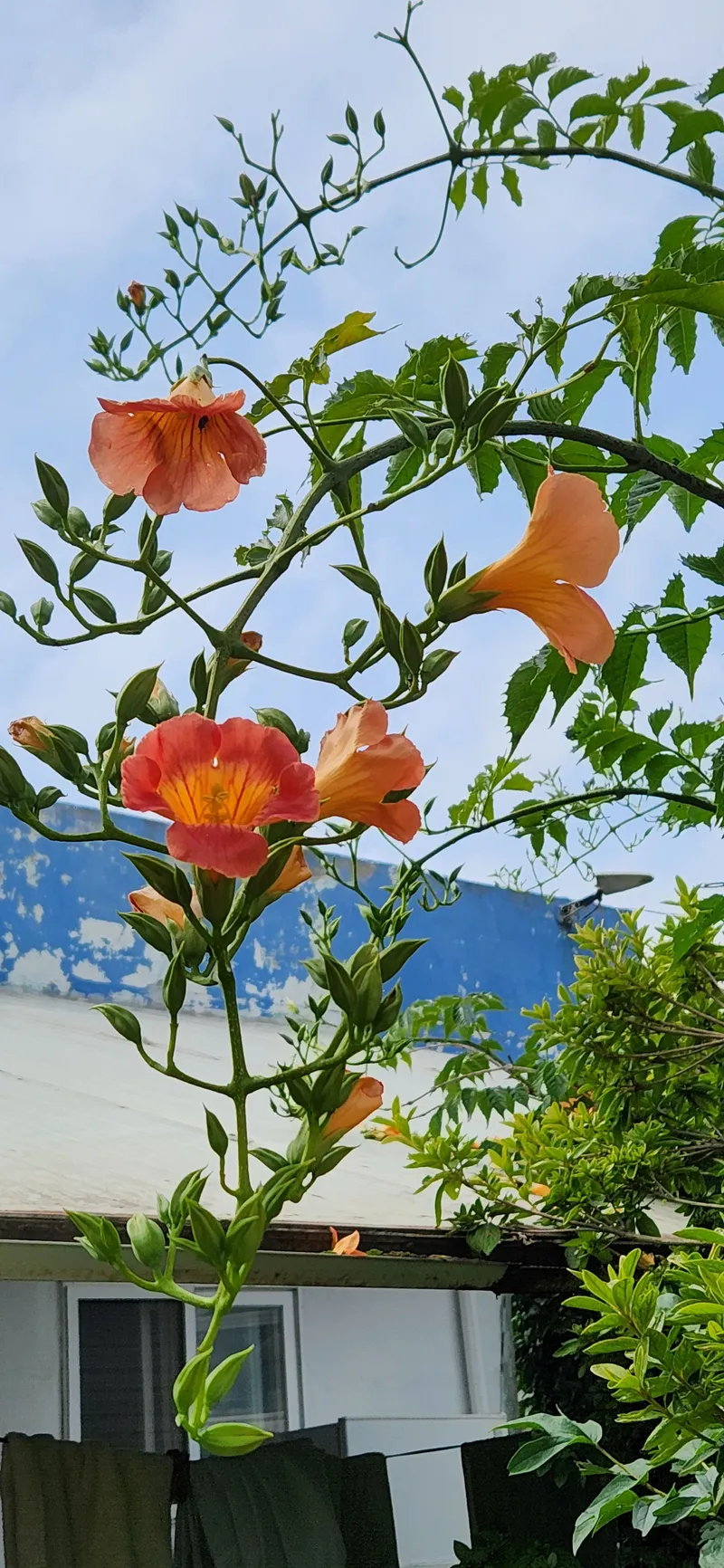 [Taean][Taean, South Chungcheong Province] Anmyeondo Island. A beautiful sunrise over the sea. A private villa with a yard and large veranda. 22