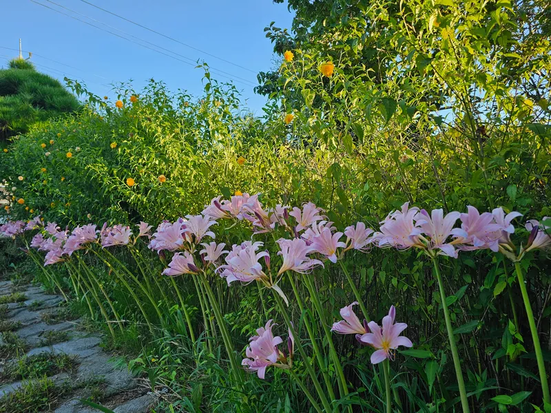 [Buan] A secluded, rural, single-family Hanok house with a spacious yard on the Byeonsan Peninsula #Dogs Allowed 29