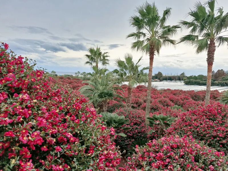 [Jocheon, Jeju] Cypress-tree lodging near the Hamdeok sea 42