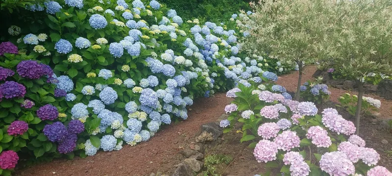 [Andeok, Seogwipo] A pension with a beautiful garden 15