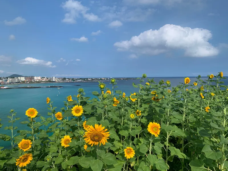 [Jocheon, Jeju] Cypress-tree lodging near the Hamdeok sea 34