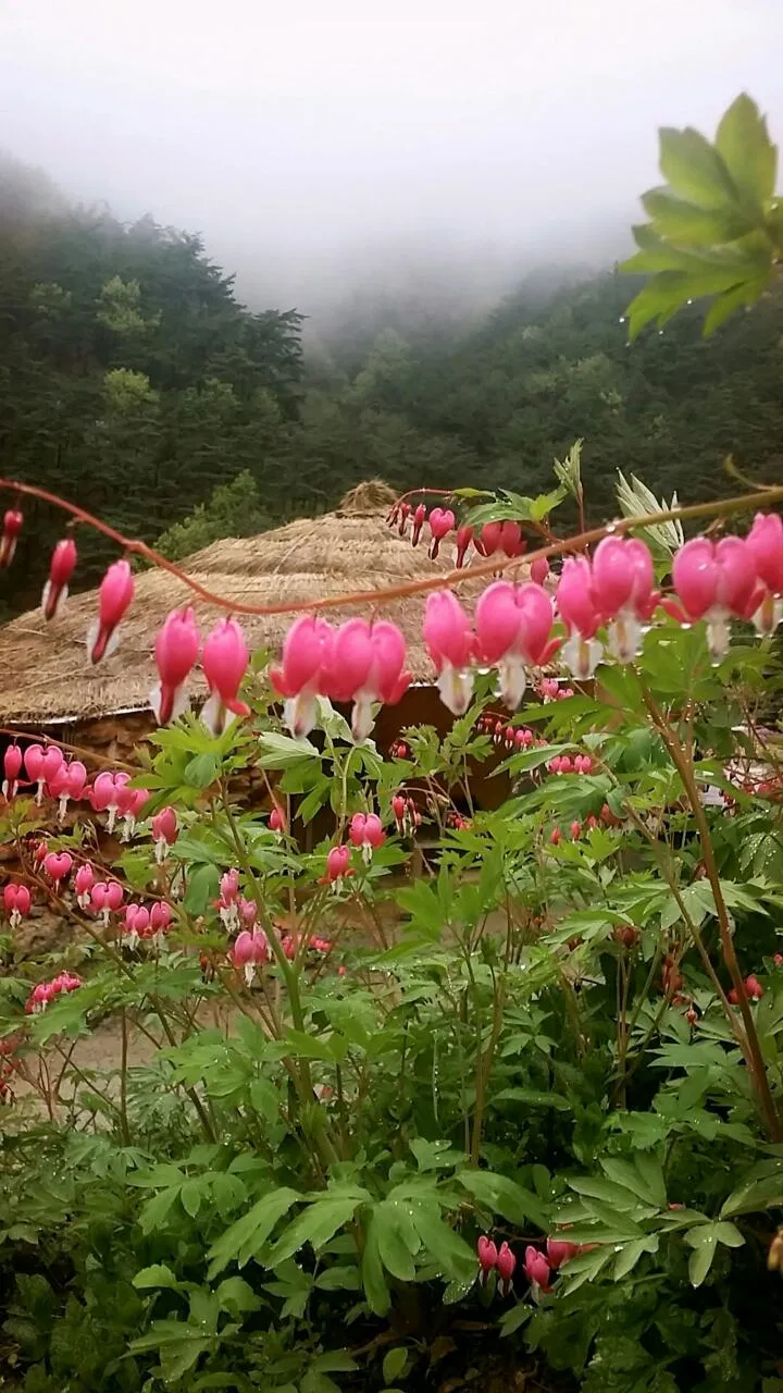 [전남 구례] 섬진강변 청정산골 황토 구들방 반려동물가능 13