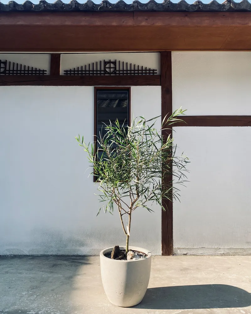 [Chuncheon][Chuncheon, Gangwon Province] Want to live in a house with a yard? #singlefamily #stay #yard 23
