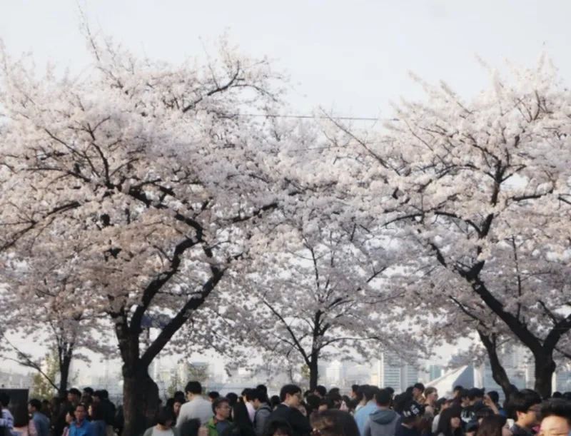 [Yeongdeungpo, Seoul] The Ultimate Han River Fireworks View 35