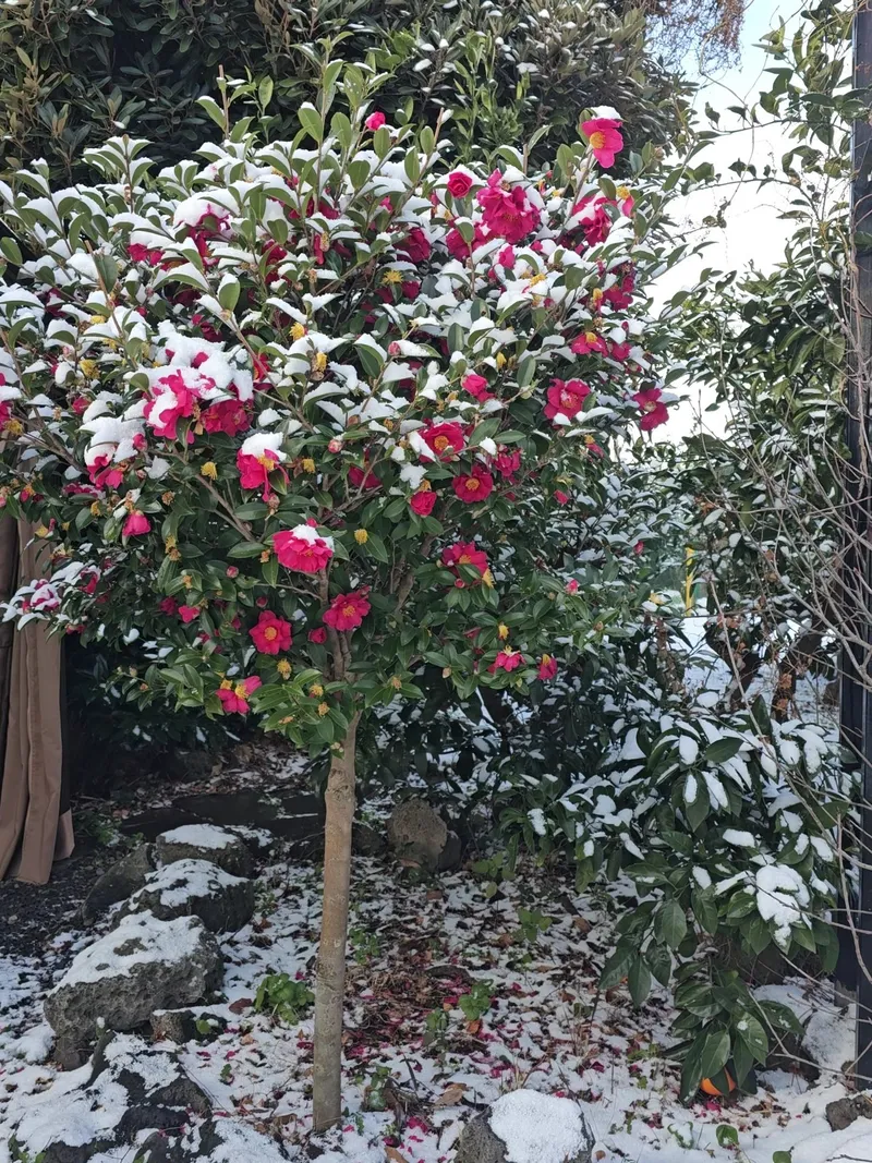 [Namwon, Seogwipo] Emotional accommodation #Independent house #3 min walk to the beach #Large garden #Jacuzzi #Barbecue in jar #Sesko 17