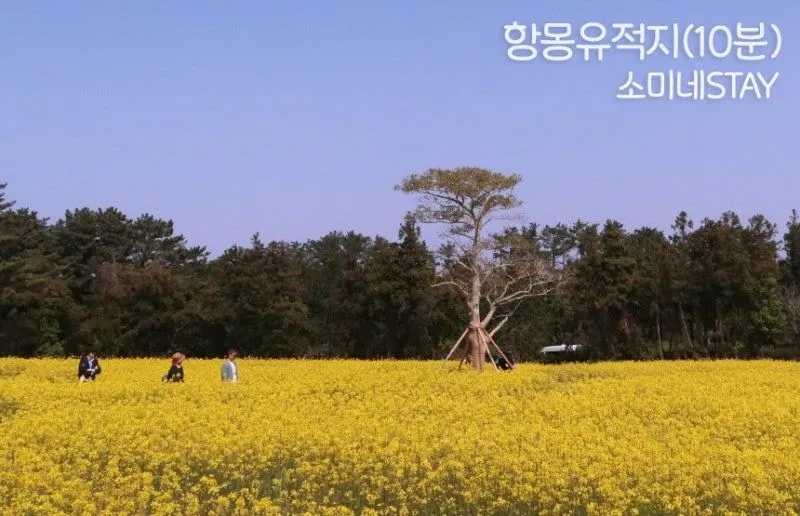 [Aewol, Jeju] Jeju's vintage-feeling independent house with good transportation 48