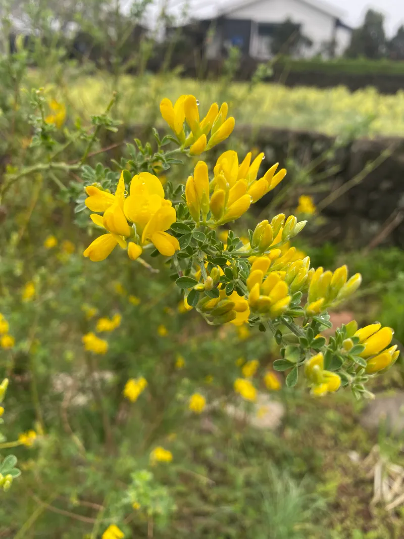 [Hangyeong, Jeju] Jeju Gukok offering quiet and peaceful time 33