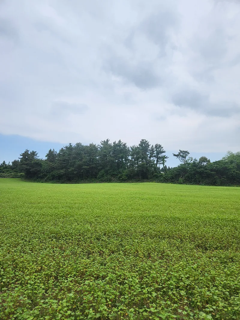 [Aewol, Jeju] Forest House with green trees and rest 19