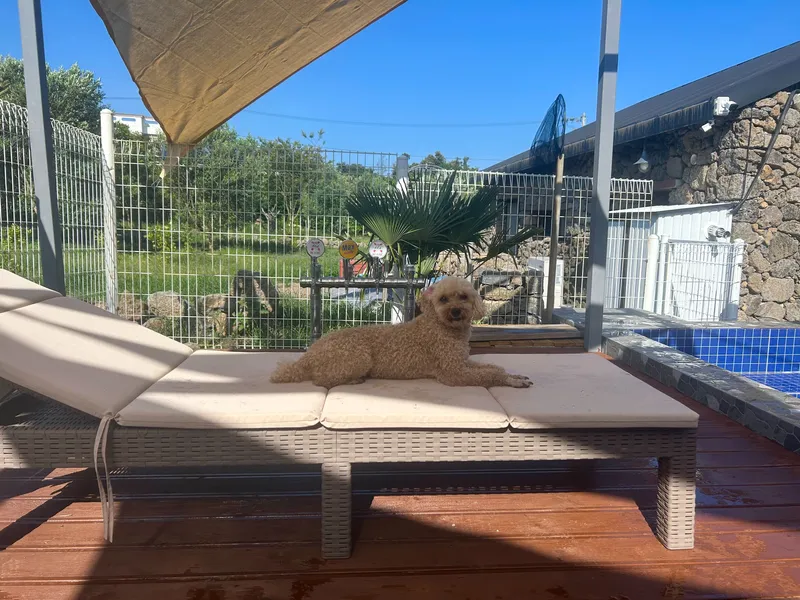 [Namwon, Seogwipo] Dog-friendly, independent stay in Namwon-eup, 3 minutes away, large dogs allowed 33