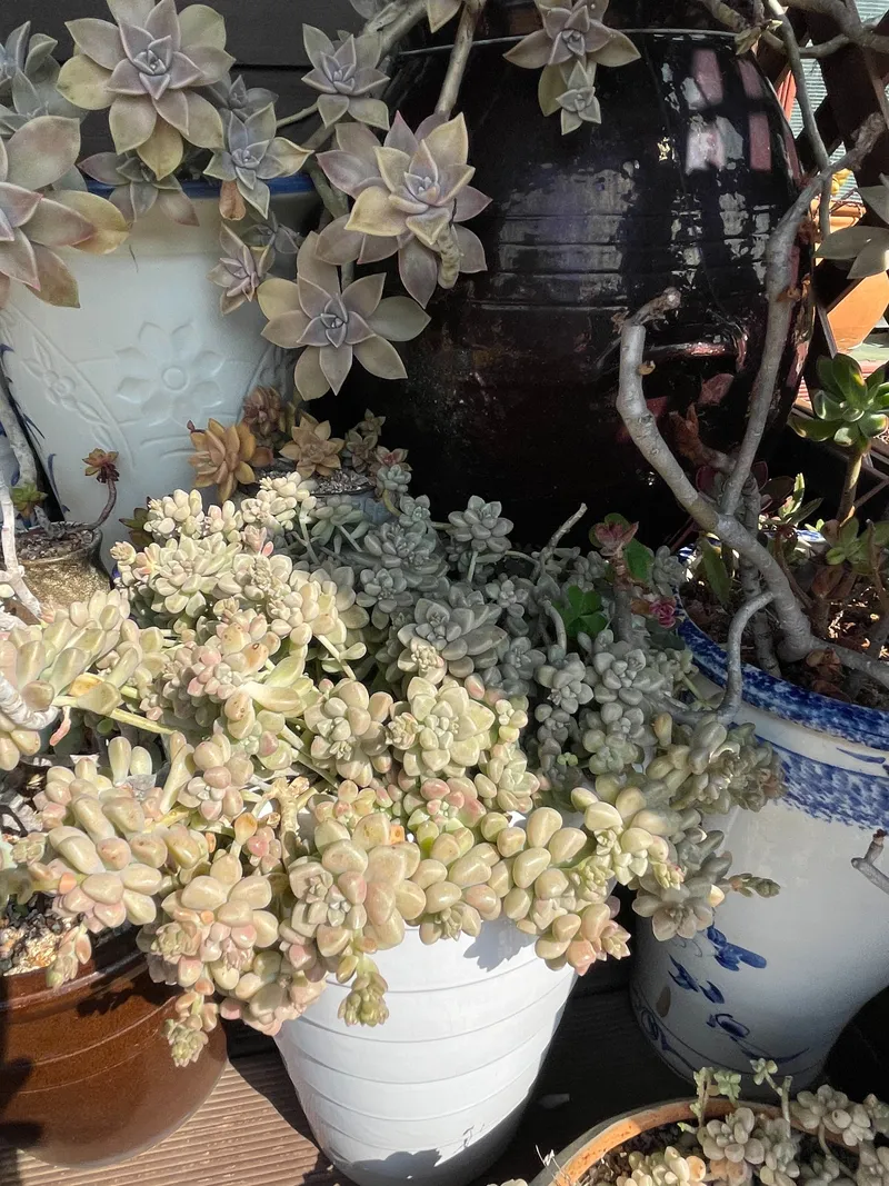 [Hangyeong, Jeju] Right in front of Panpo Port, a quiet and pretty traditional house, Doldamjip (Wonangchae) 37