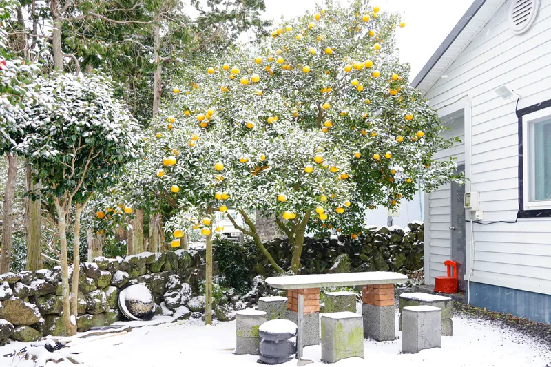 [Seongsan, Seogwipo][Byeolbat-dong] A clean and comfortable detached house, like the wind whispering against a stone wall. 21