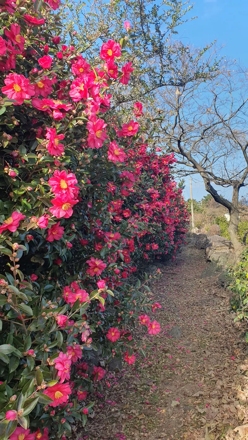 [제주 애월] 애월바다와 한라산이 보이는오션뷰 1층 독채 50