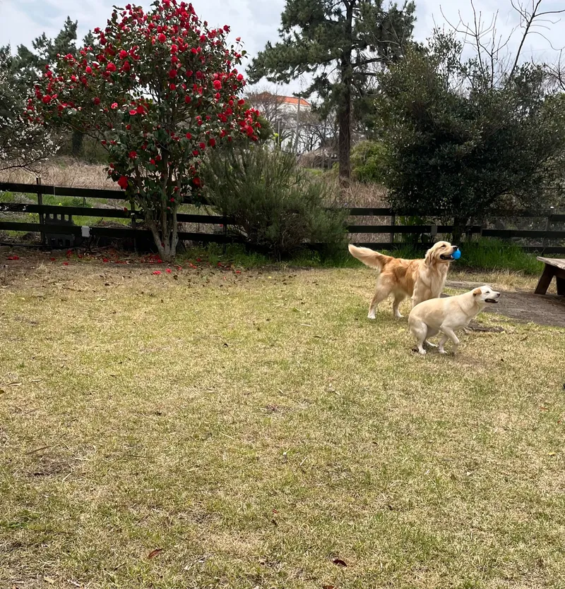[Hallim, Jeju] 5-minute walk to Hyeopjae Beach, private house, dog-friendly, lawn yard, 43