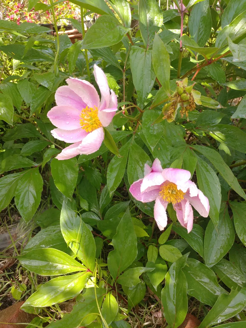[경기 가평] 행복과쉼이 있는 약속의땅 투룸 57
