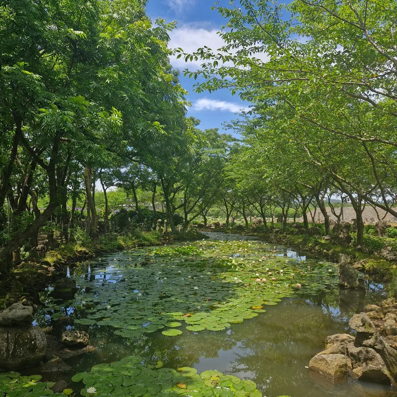 [Jocheon, Jeju] Cypress-tree lodging near the Hamdeok sea 36
