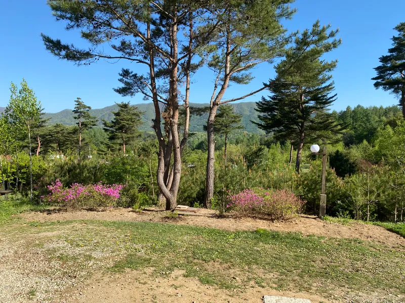 [Pyeongchang] Wildflower Friends_Bongpyeong Forest Complex One-Room #102 20