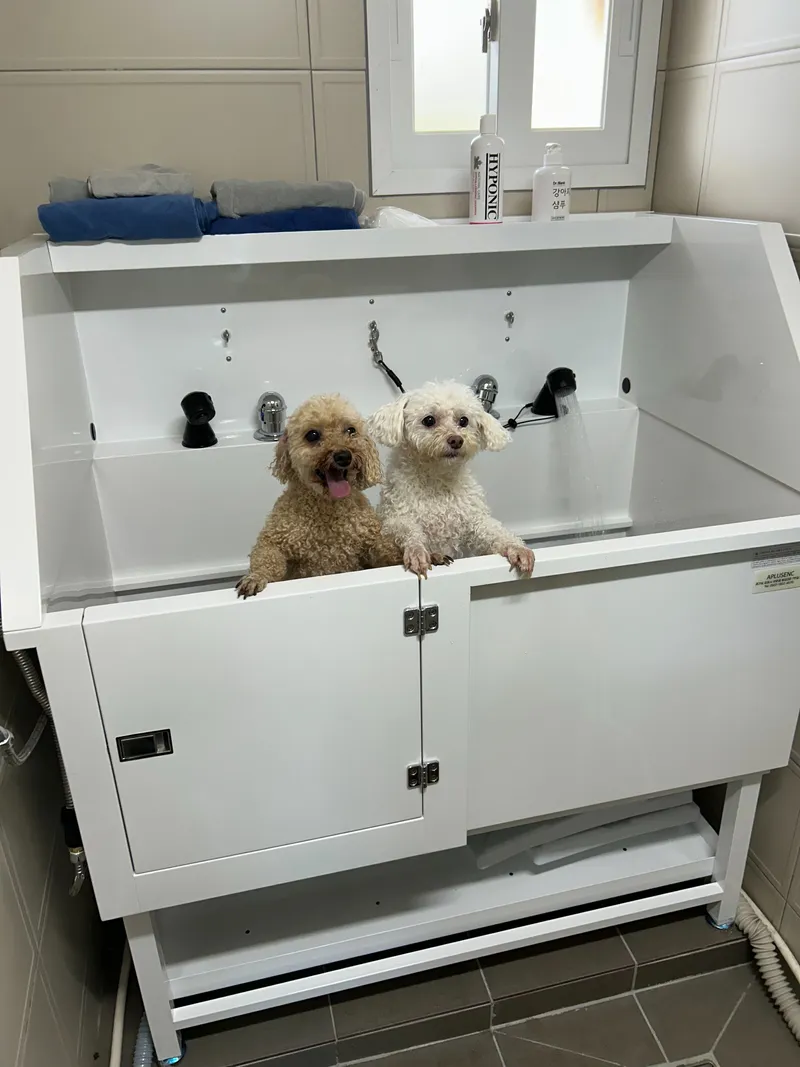 [Namwon, Seogwipo] Dog-friendly, independent stay in Namwon-eup, 3 minutes away, large dogs allowed 26