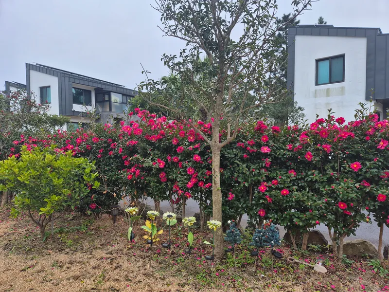 [Hallim, Jeju] Two-story independent townhouse near Hyeopjae Beach 55