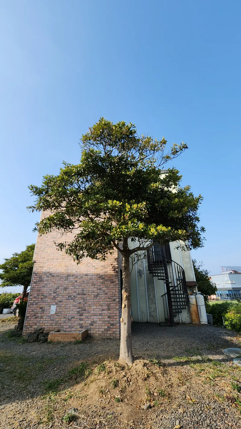 [제주 조천] 함덕해수욕장3분 #오션뷰#올레길19코스옆#유채꽃밭뷰 40