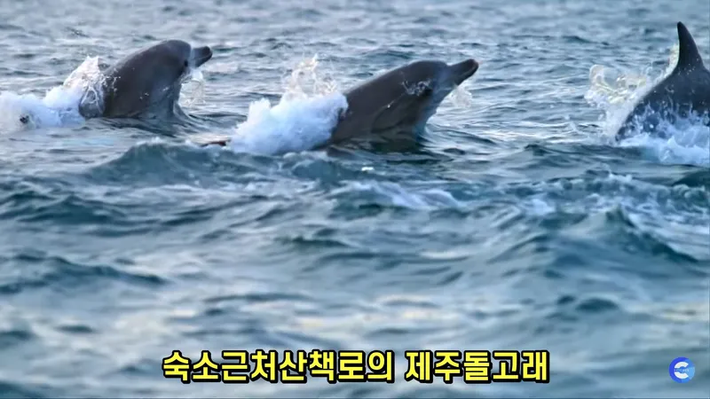 [Hangyeong, Jeju] Private guesthouse near Suwolbong Eongal Beach 33