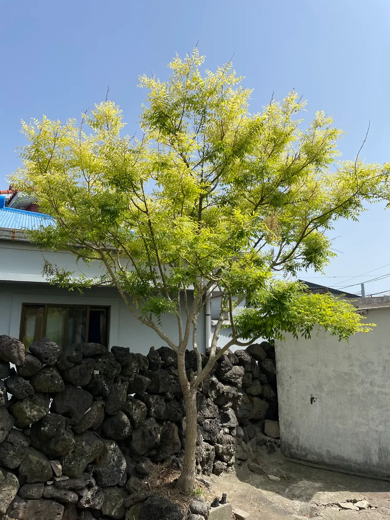[제주 조천] 제주감성, 마당이 있는 독채 돌담집 닭머르해안길 근처 26