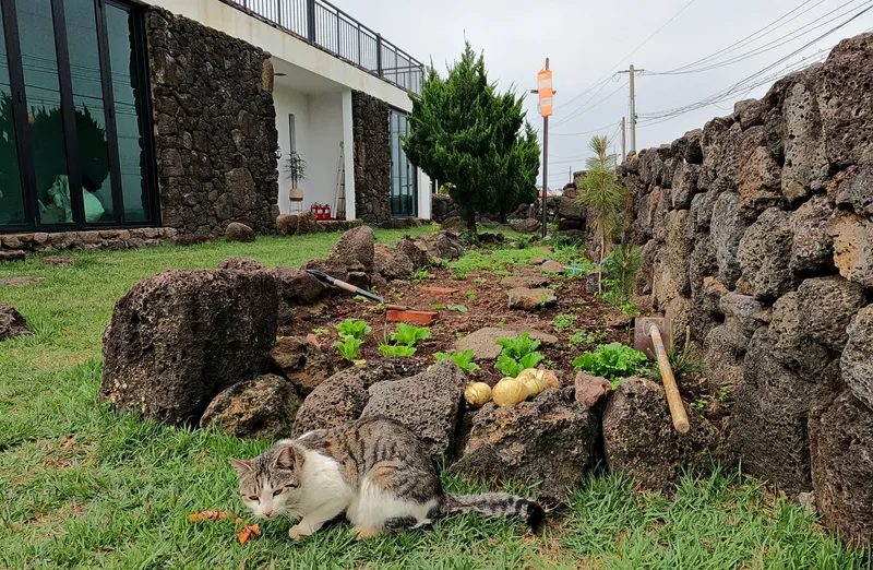 [Hangyeong, Jeju] Private guesthouse near Suwolbong Eongal Beach 22