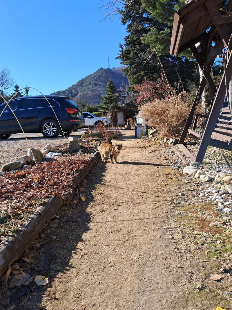 [강원 평창] 대관령 자연과 힐링 양떼목장 스키장 10분거리 게스트하우스 28