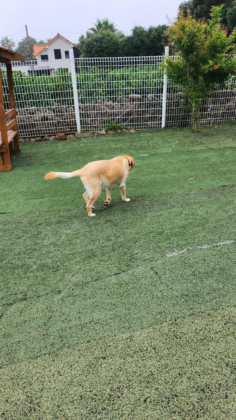 [Namwon, Seogwipo] Dog-friendly, independent stay in Namwon-eup, 3 minutes away, large dogs allowed 19