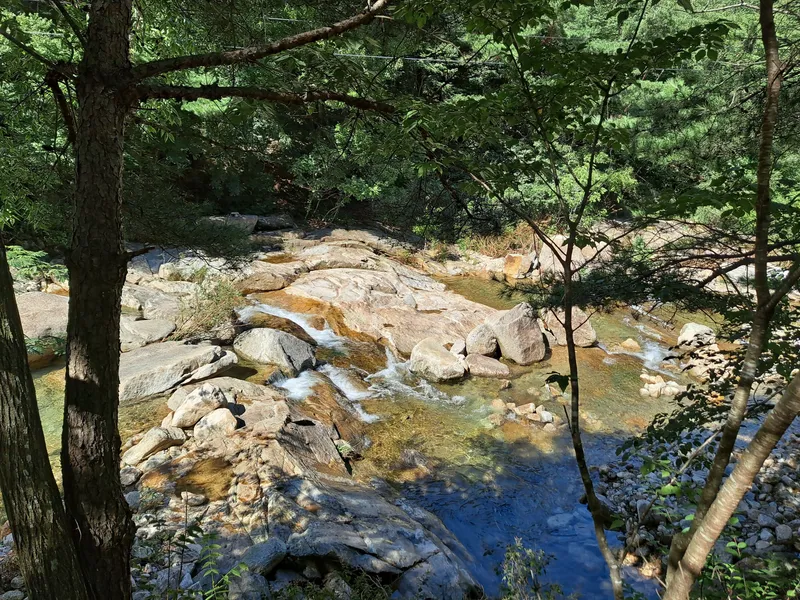 [전남 곡성] 섬진강 기차마을 대나무숲 마당넓은 애견동반 오직 한팀 펜션 155