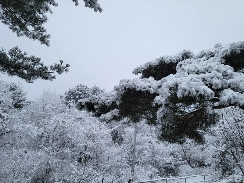 [Hwacheon] Nature-Living Experience Private Forest House Starlight Building #Valley 20