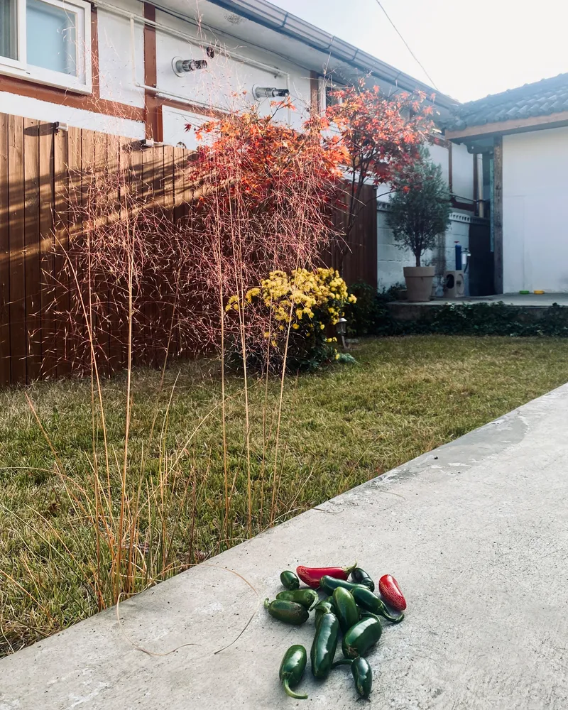 [Chuncheon][Chuncheon, Gangwon Province] Want to live in a house with a yard? #singlefamily #stay #yard 22