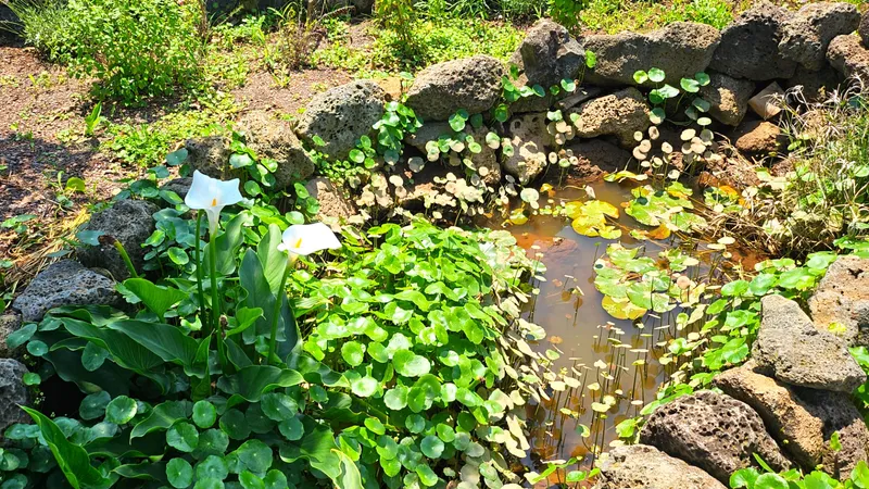[Namwon, Seogwipo] Dog-friendly, independent stay in Namwon-eup, 3 minutes away, large dogs allowed 21