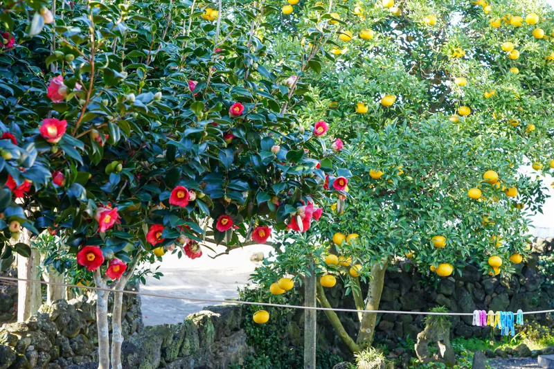 [Seongsan, Seogwipo][Kkotdam-dong] Like sunlight whispering on a stone wall, a clean and comfortable detached house 19