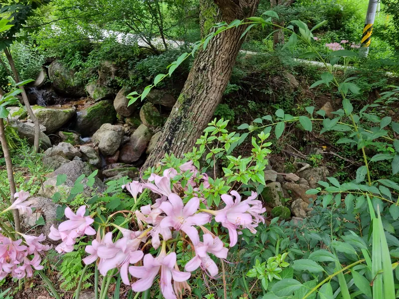 [Muju] A mud house in the forest on the slopes of Minjujisan Mountain 14