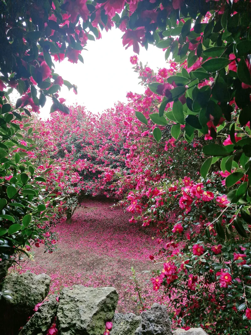 [Jocheon, Jeju] Cypress-tree lodging near the Hamdeok sea 41