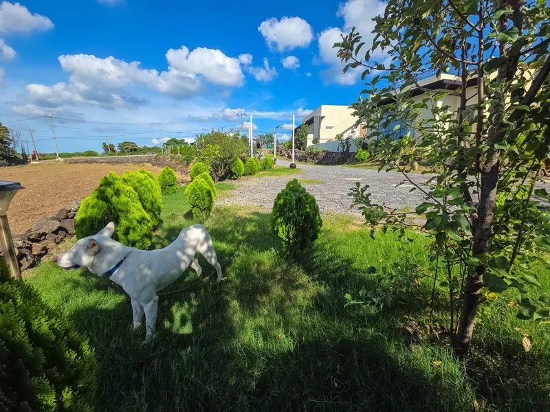 [Hallim, Jeju] Private villa with ocean view #101 49
