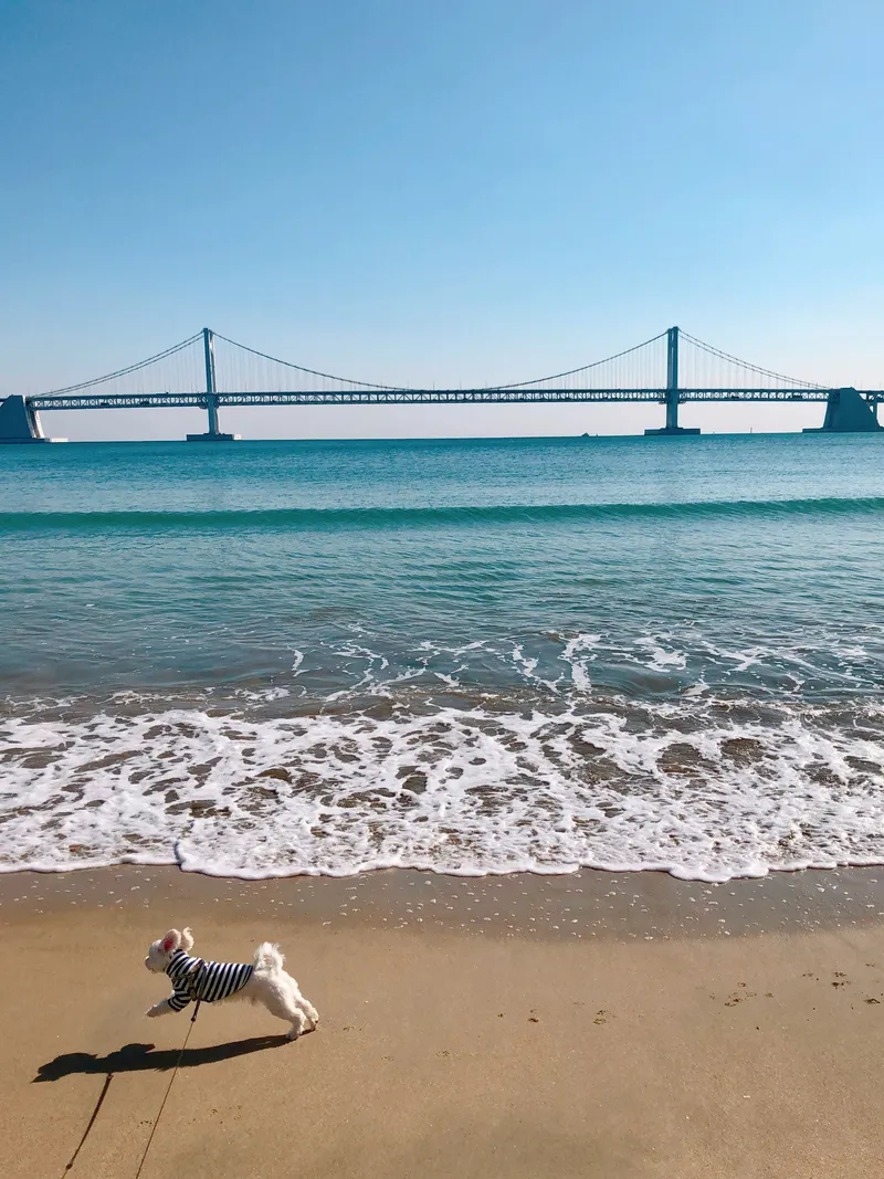 [Suyeong, Busan] Gwangan High-Rise Ocean View & Drone Show Spot & 1-Second Beach 19