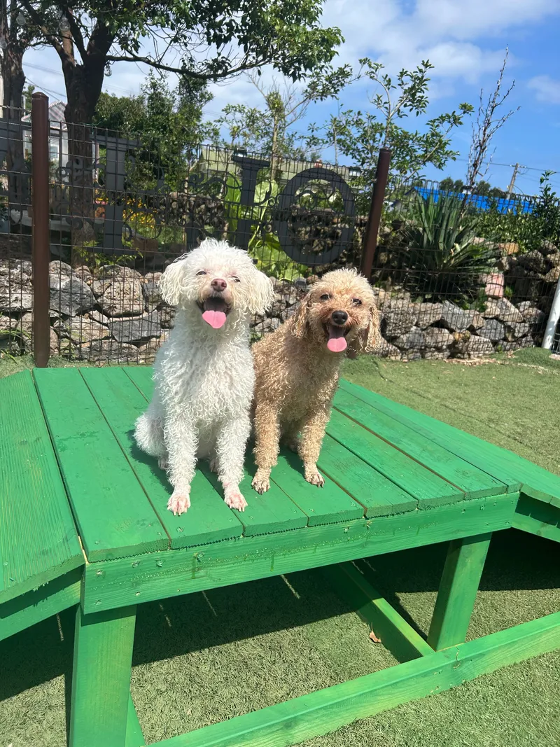 [Namwon, Seogwipo] Dog-friendly, independent stay in Namwon-eup, 3 minutes away, large dogs allowed 34